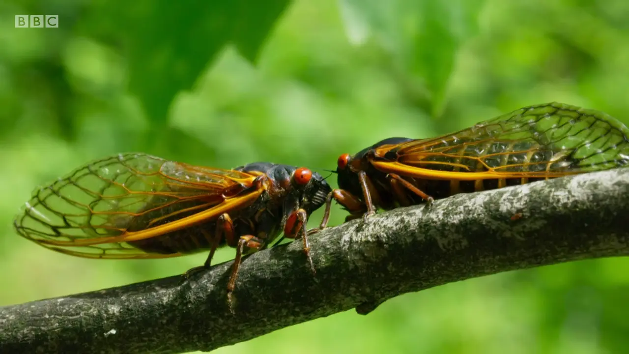 Pharaoh cicada (Magicicada septendecim) as shown in The Mating Game - Against All Odds